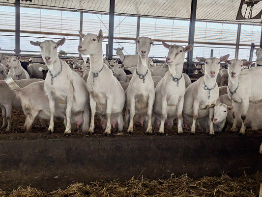 It's all about the ladies