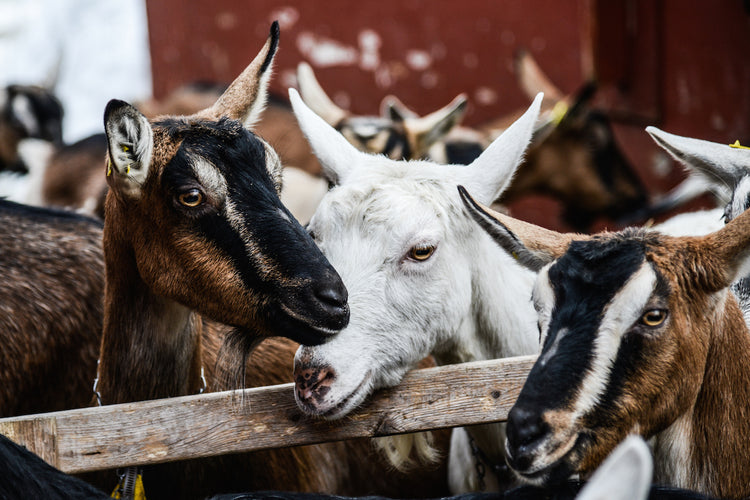 Goats gathered around a wooden fence with a barn in the background