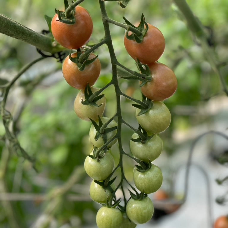 Tomatoes on a vine with green leaves and stems.