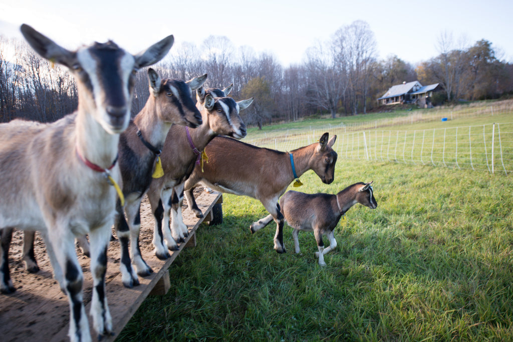 Goats on a farm with a barn in the background