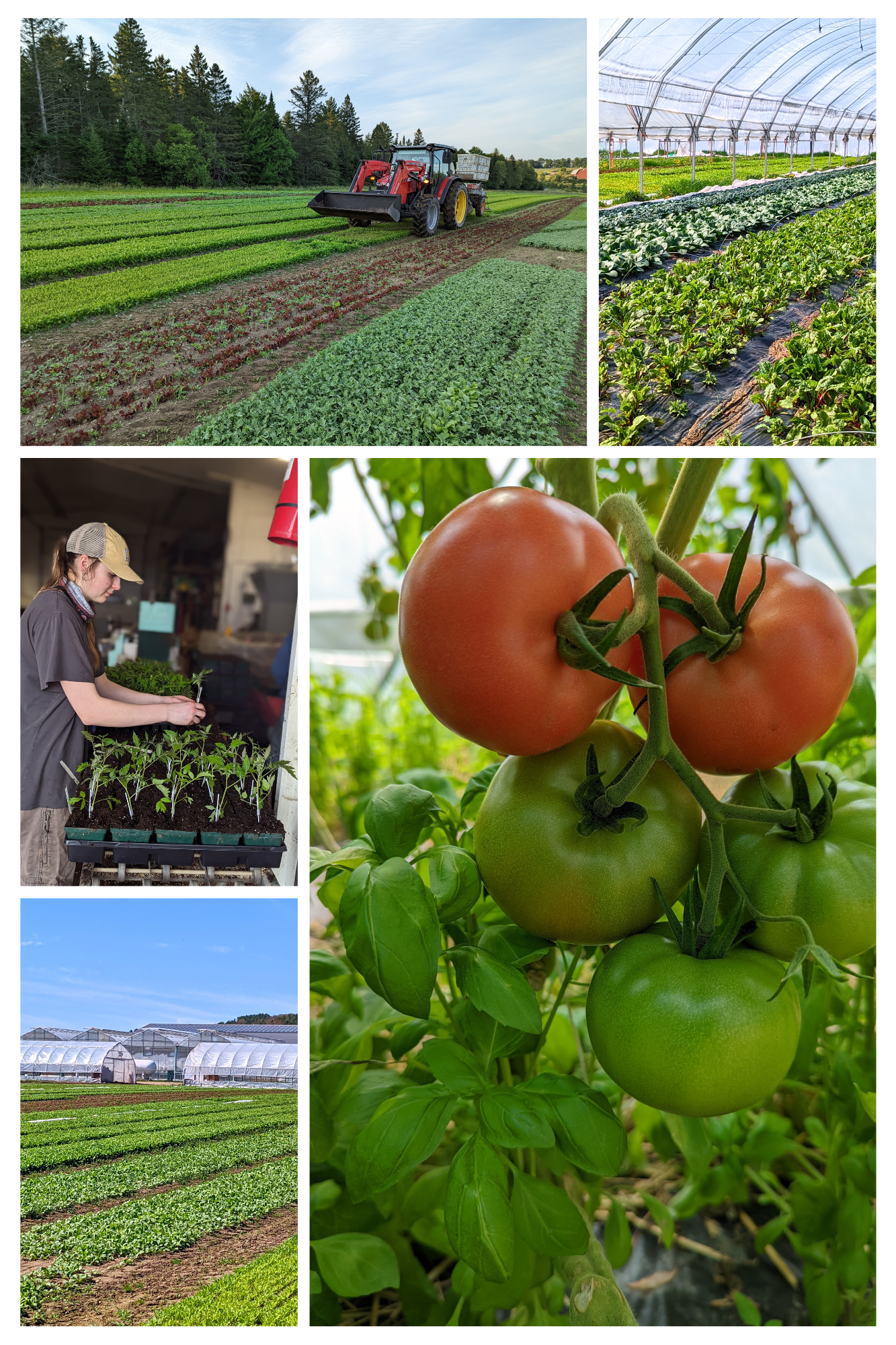 Collage of photos of Pete's Greens farm