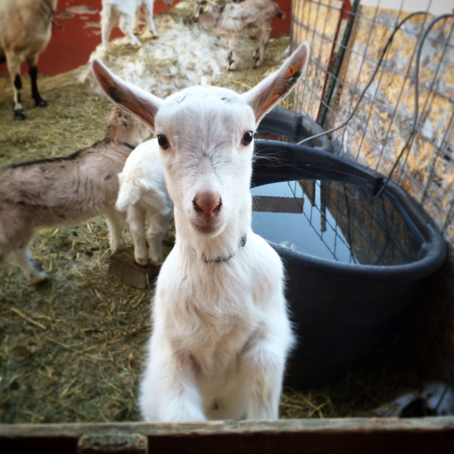 Goat standing in a pen with hay and a black bucket in the background